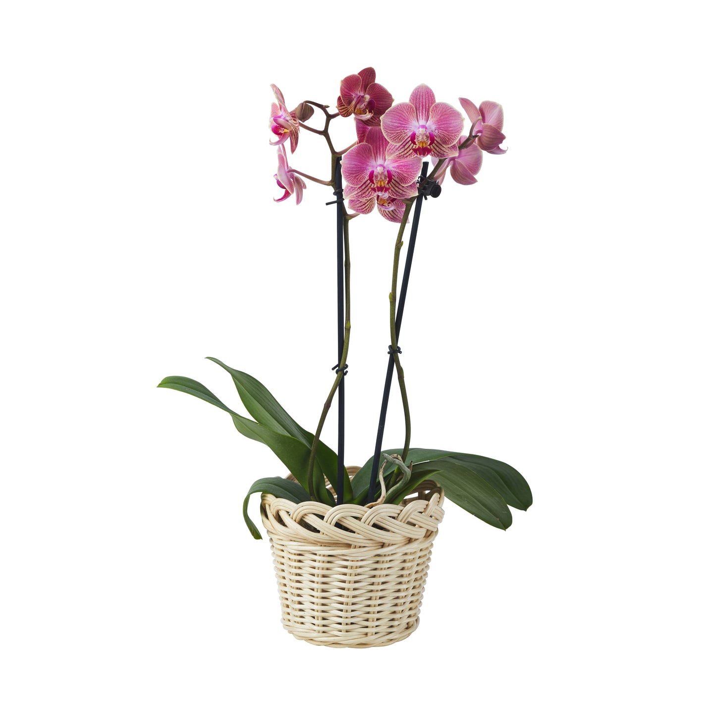 Braided Wicker Planter