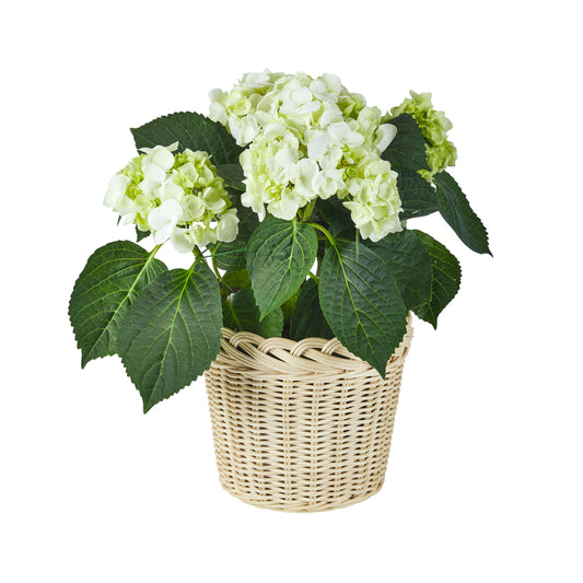 Braided Wicker Planter