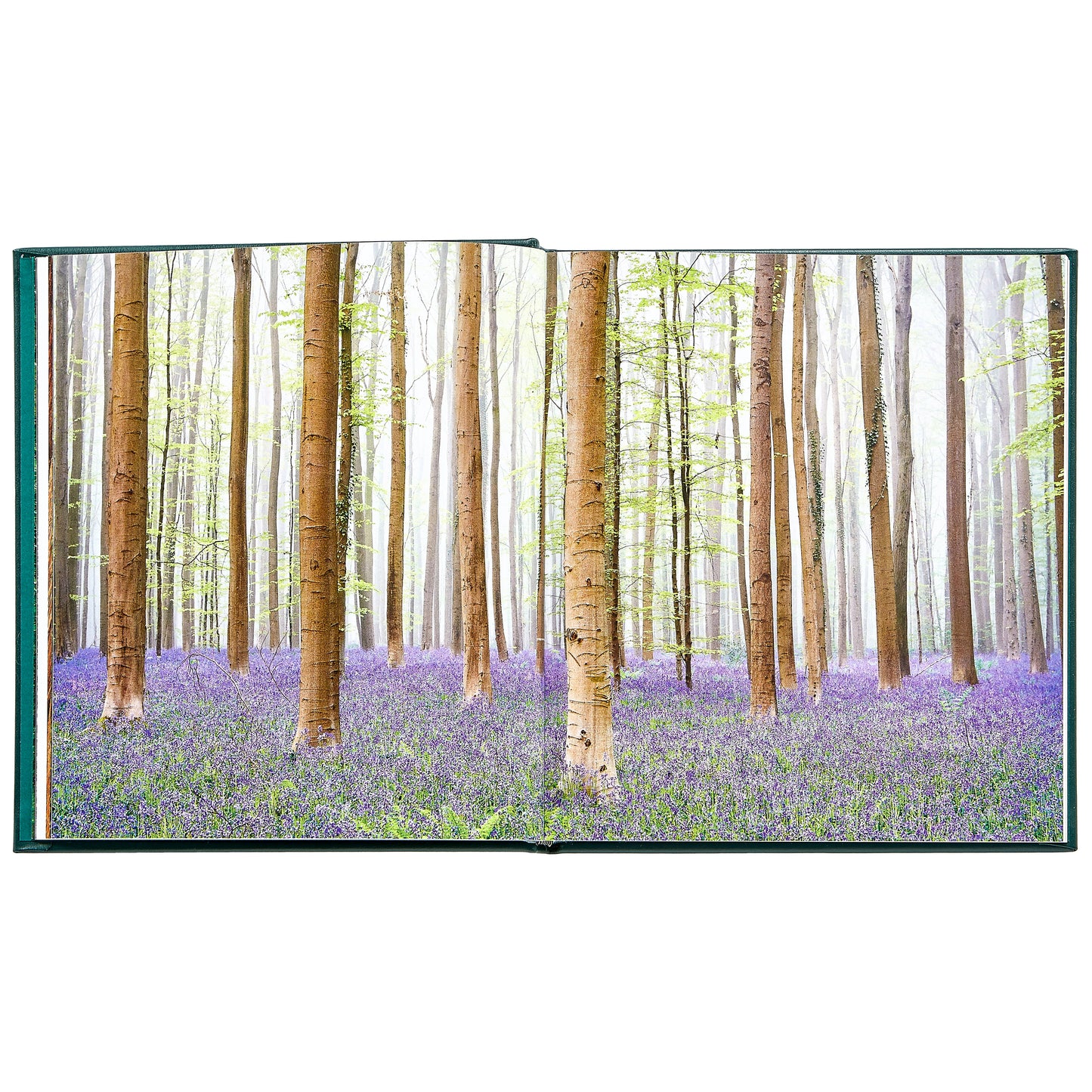 The Hidden Life of Trees