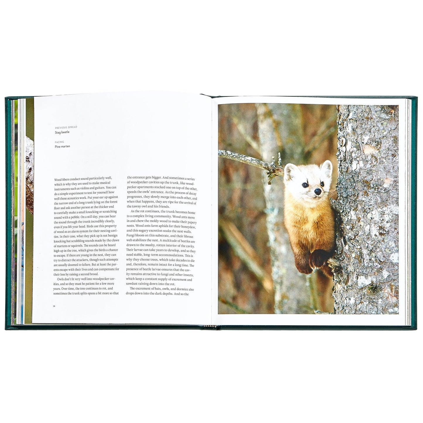 The Hidden Life of Trees