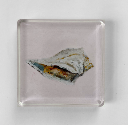 Whelk Acrylic Art Block