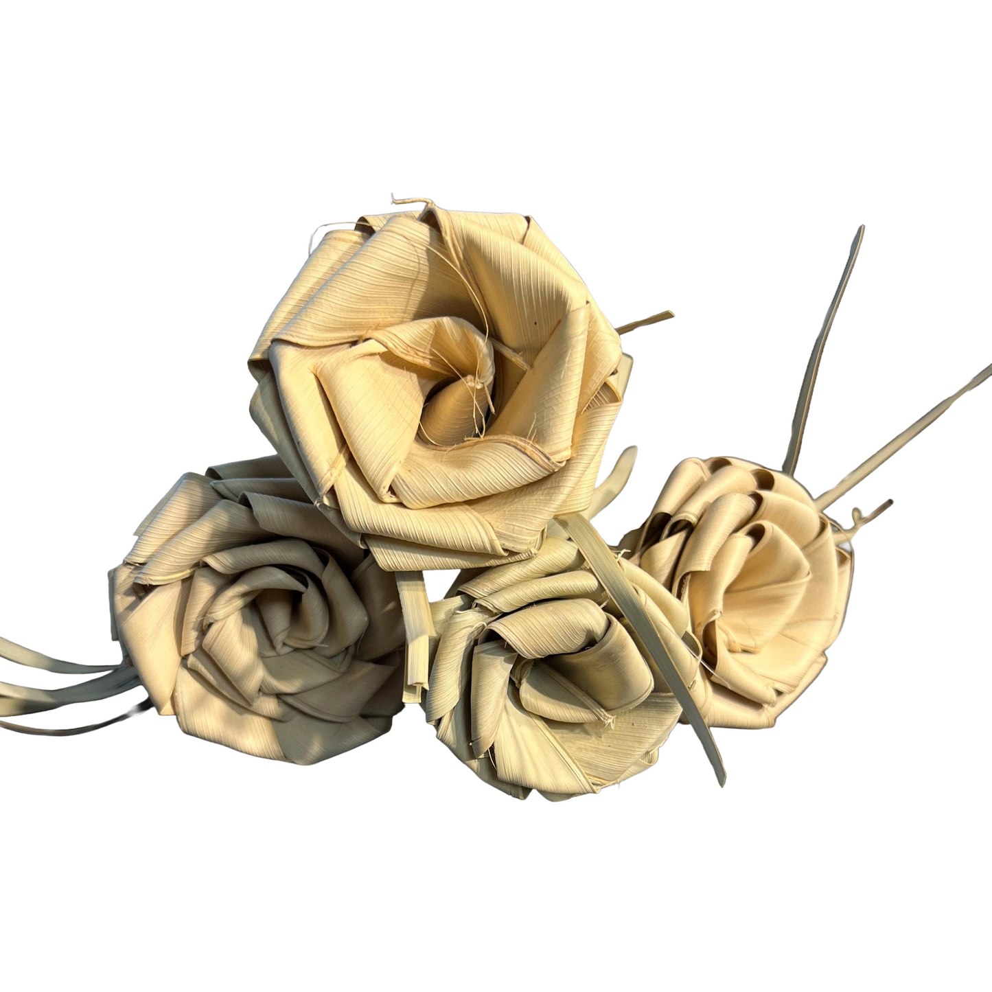 Dried Palmetto Roses (4) Charleston Roses Sweetgrass Roses Forever Roses